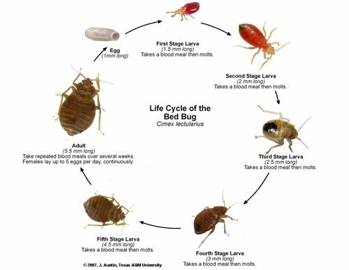 The Life Cycle of Bed Bugs